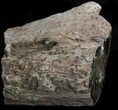 Triassic Petrified Log (Woodworthia) - Zimbabwe #34491-2